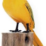 Escultura Artesanal de Pássaro Canário da Terra em Madeira Nobre (383)